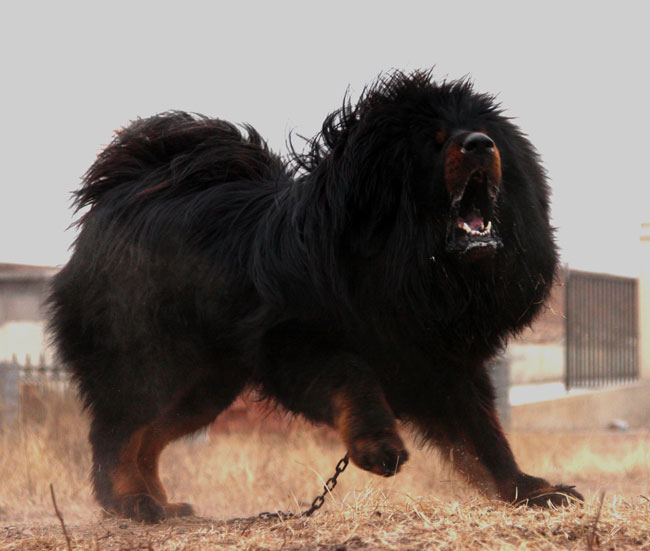 藏獒价格