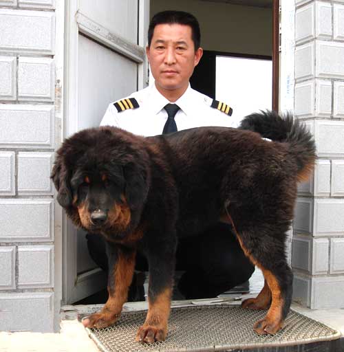 龙城藏獒养殖基地