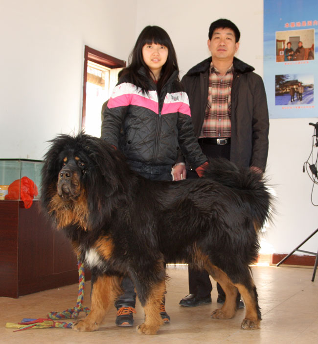 龙城藏獒养殖基地